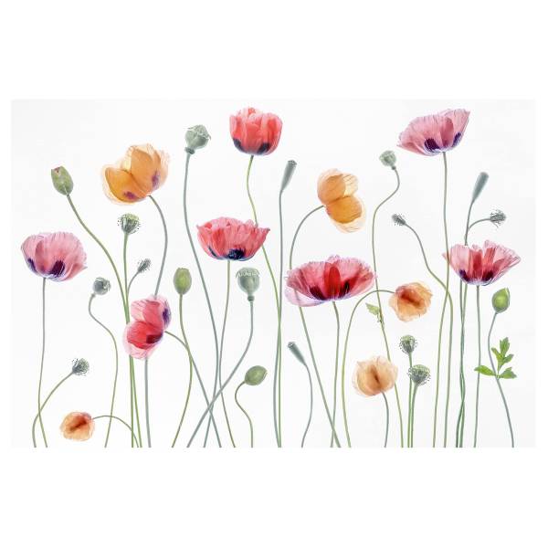 Quadro Party Canvas /  Abete massello - Bianco / Multicolore - 60 x 40 cm