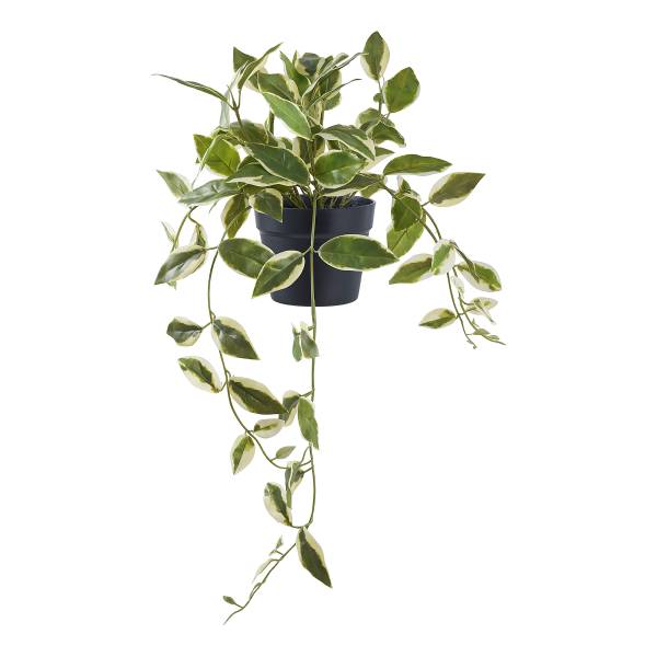 Kunstpflanze Hoya Carnosa Grün - Polyethylen - 26 x 33 x 26 cm