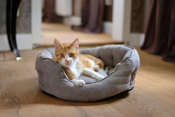 Divano per cani e gatti George S Poliestere - Grigio