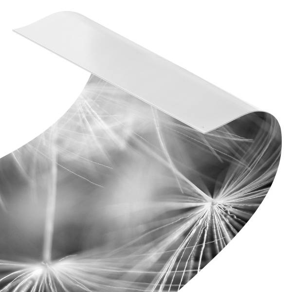 Küchenrückwand Pusteblumen Premium Polypropylen - Schwarz /Weiß - 175 x 50 cm