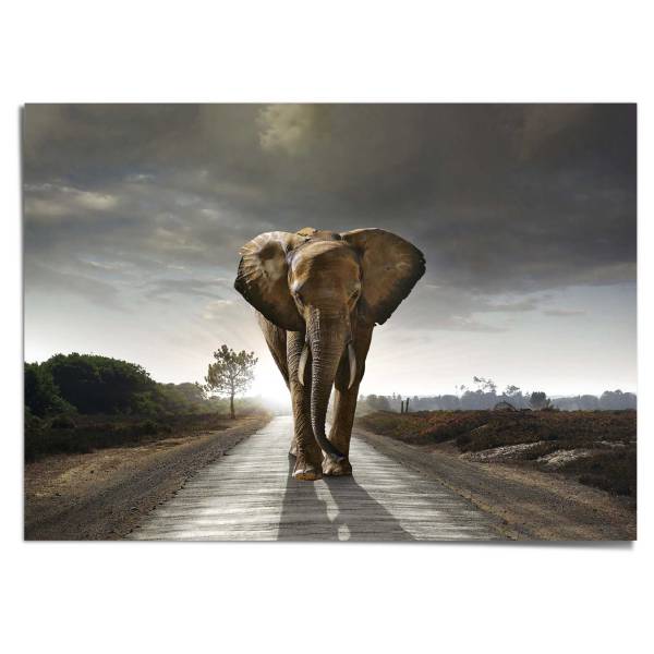 Poster Giant XXL Re degli elefanti Carta - Marrone