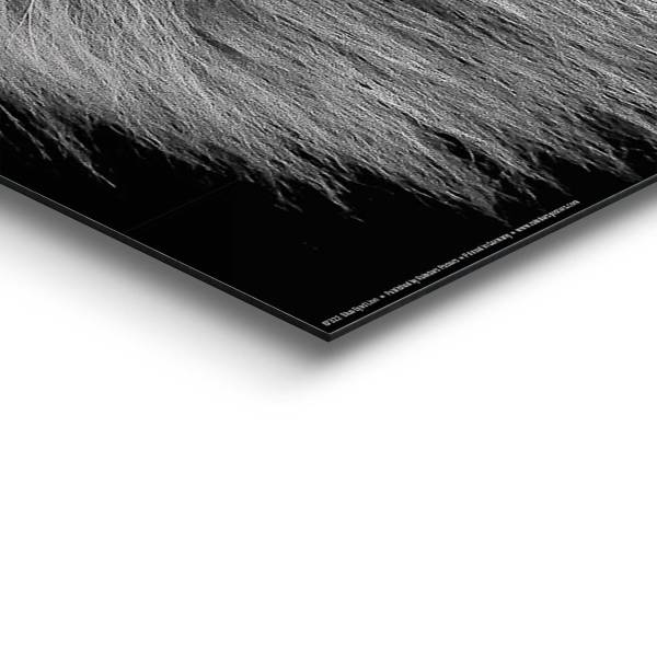 Wandbild Löwe Mit Blaue Augen MDF - Schwarz - 40 x 50 cm