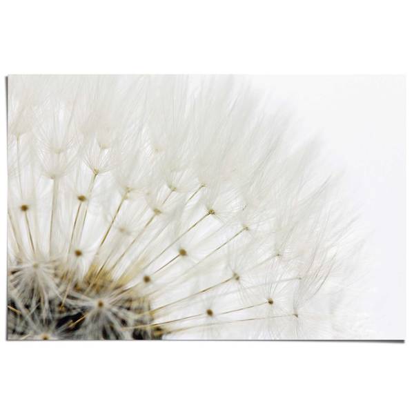 Poster Paardenbloem papier- wit - 61 x 91,5 cm