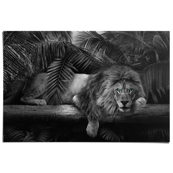 Poster Löwenblick Papier - Schwarz - 61 x 91,5 cm