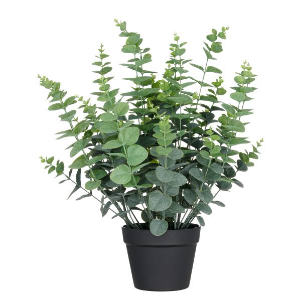 Kunstpflanze Eukalyptus kaufen | home24