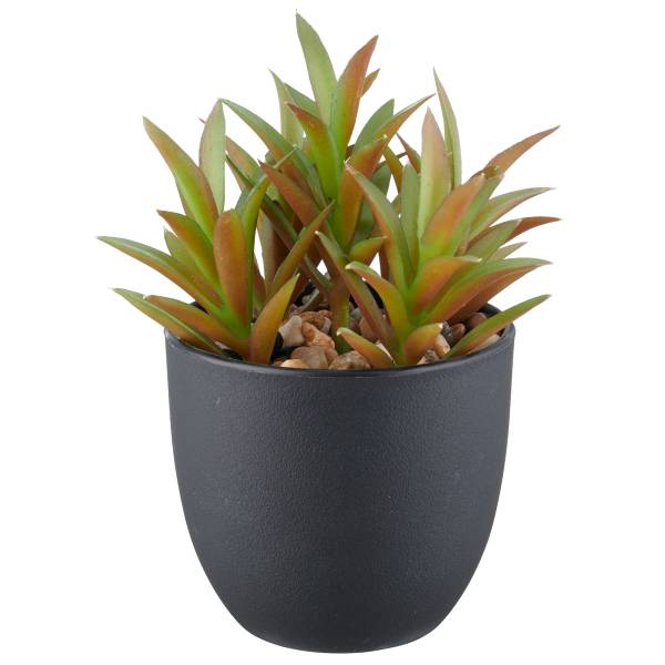 monstera samen ziehen Monstera deliciosa Samen kaufen (geprüfte Keimquote) – Pflanzpaket
