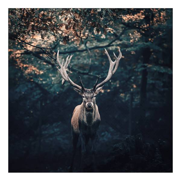 Quadro di vetro Deer In The Dark Vetro - Grigio / Marrone