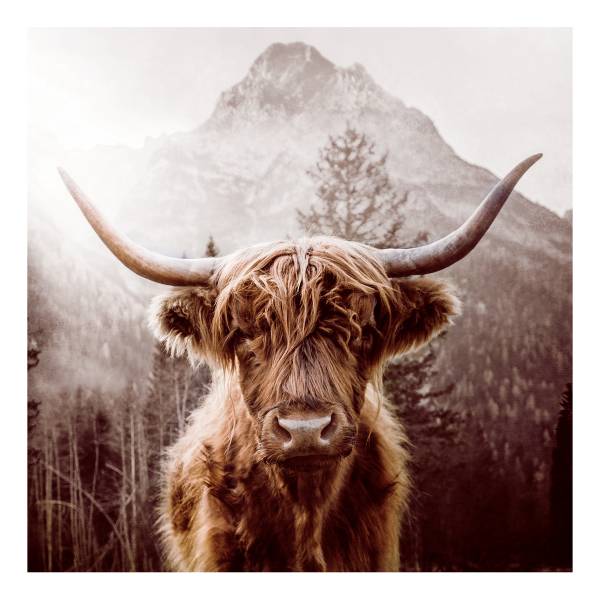 Quadro di vetro Scottish Highland Cattle Vetro - Grau / Braun - 50 x 50 cm