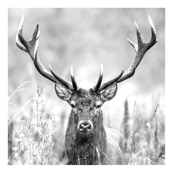 Quadro di vetro Grey Deer Head Vetro - Grigio / Nero - 20 x 20 cm
