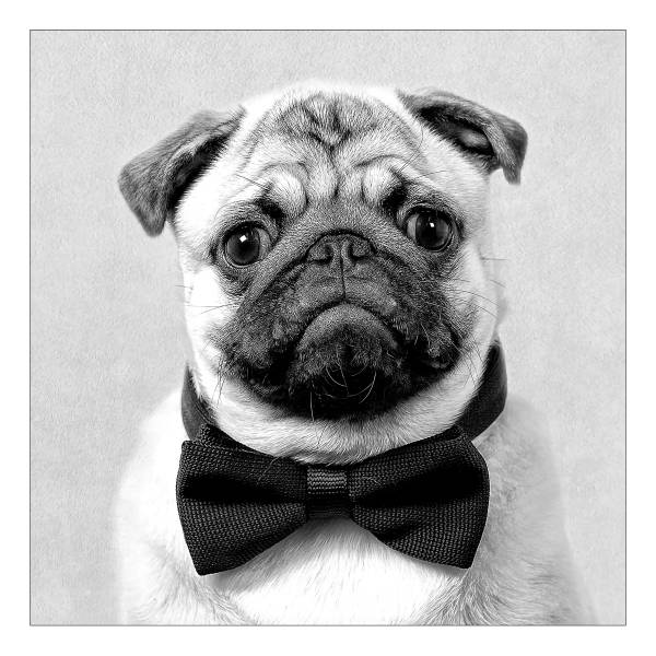 Glazen afbeelding Funny Dog type A transparant glas - grijs/zwart