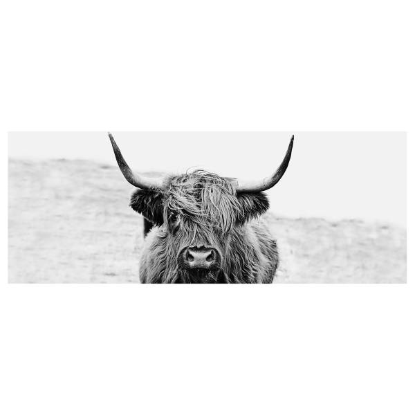 Glasbild Highland Cattle Typ B Klarglas - Grau / Weiß