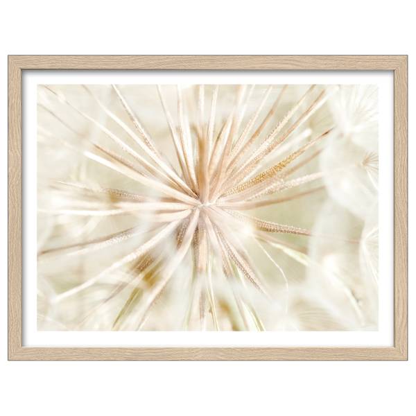 Holzbild Dandelion Klarglas / MDF - Beige