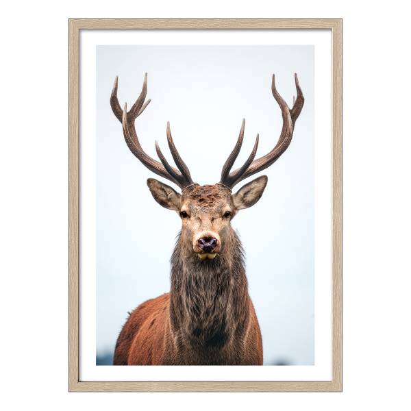 Bild Large Deer III Floatglas - Braun / Blau