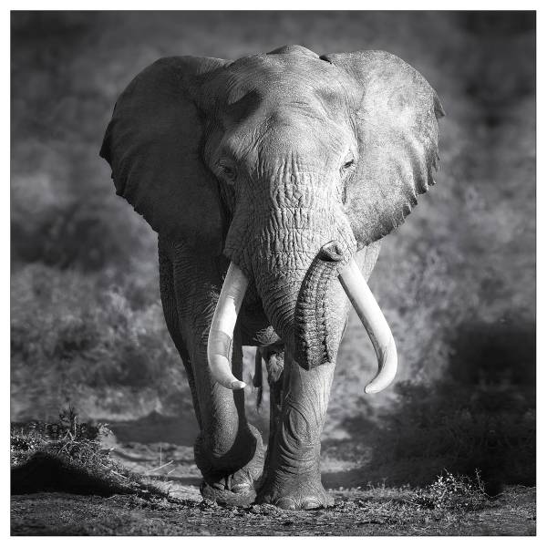 Leinwandbild Grey Elephant Head Grau - Weiß - Holzwerkstoff - Papier - 30 x 30 x 2 cm