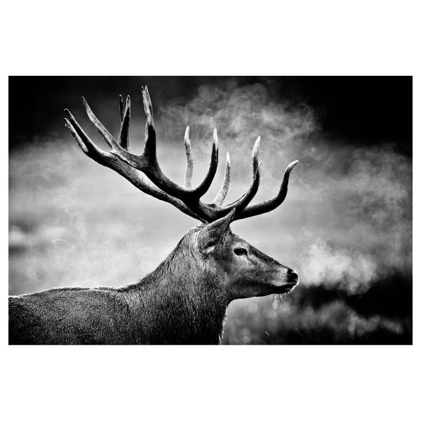 Leinwandbild Hirsch in schwarz weiß Schwarz - Weiß - Mischgewebe - Pinie - 80 x 120 x 3.1 cm