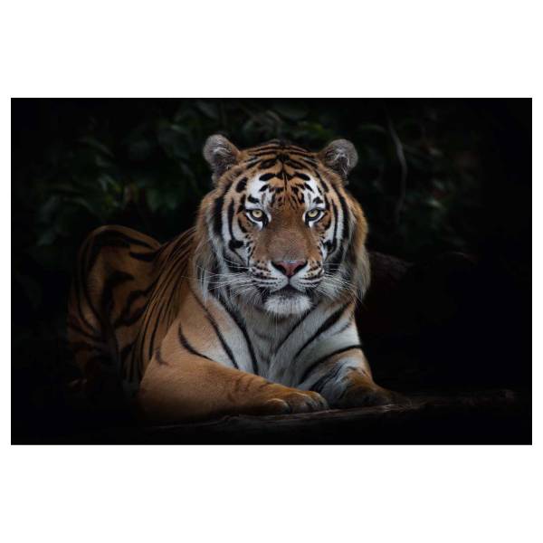 Leinwandbild Imposanter Tiger Typ A Multicolor - Mischgewebe - Pinie - 80 x 120 x 3.1 cm