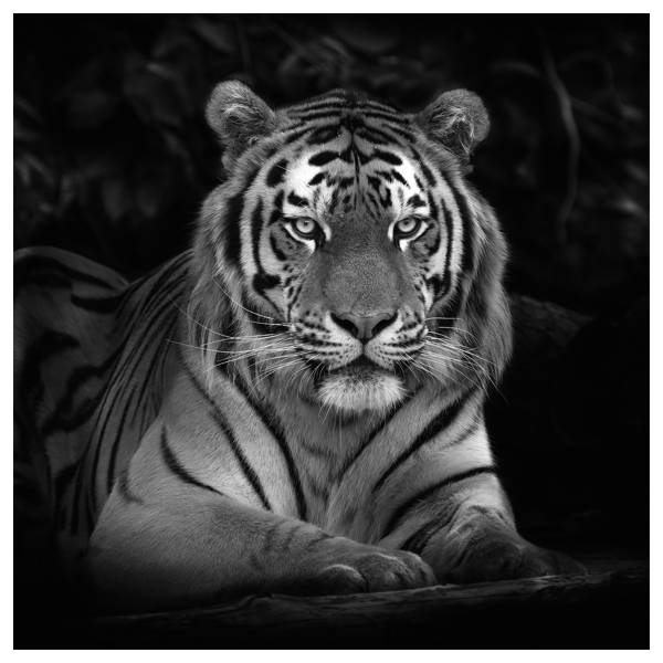Leinwandbild Imposanter Tiger Typ B Schwarz - Weiß - Mischgewebe - Pinie - 95 x 95 x 3.1 cm