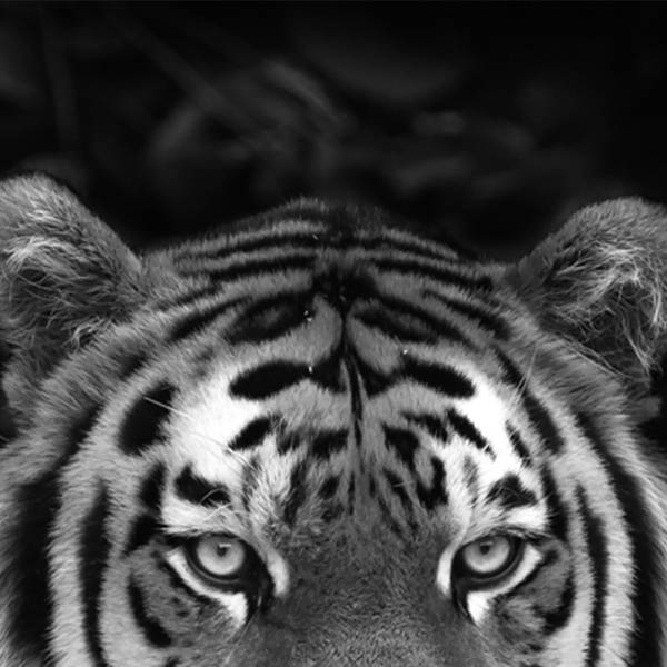 Leinwandbild Imposanter Tiger Typ B Schwarz - Weiß - Mischgewebe - Pinie - 95 x 95 x 3.1 cm