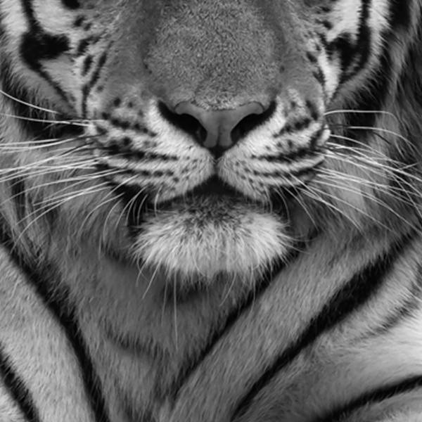 Leinwandbild Imposanter Tiger Typ B Schwarz - Weiß - Mischgewebe - Pinie - 95 x 95 x 3.1 cm
