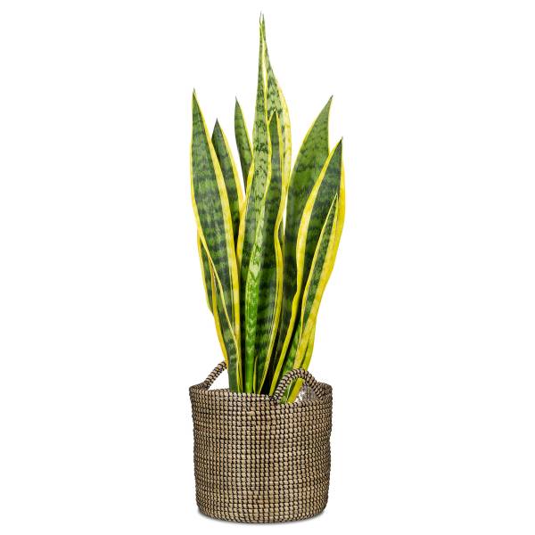Plantenbak 32/514 zeegras - zwart