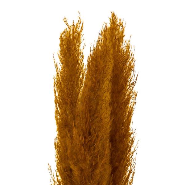 Trockenblumen PAMPA 3er-Set Gelb
