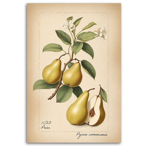 Tableau déco fruits vintage poire 80 x 120 cm