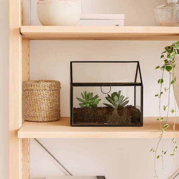 Planten terrarium van glas voor binnen zwart - transparant glas - 16 x 16 x 12 cm