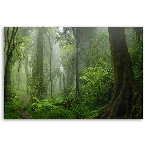 Wandbild tropischer wald dschungel 100 x 70 cm