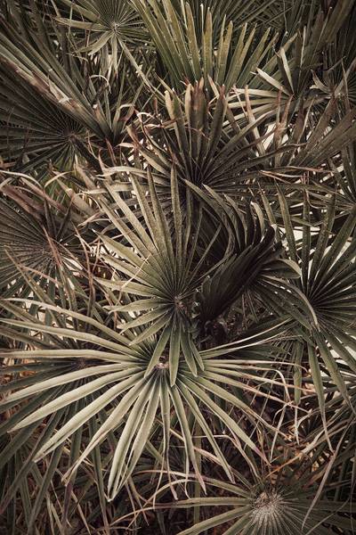 Tableau tropicana mood 80 x 120 x 80 cm - Métal