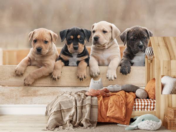 Papier Peint Chiens Famille Chiots 150 x 105 x 105 cm