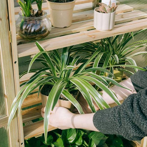 Houten broeikas SF6340NL bruin - plaatmateriaal op houtbasis - 45 x 100 x 60 cm