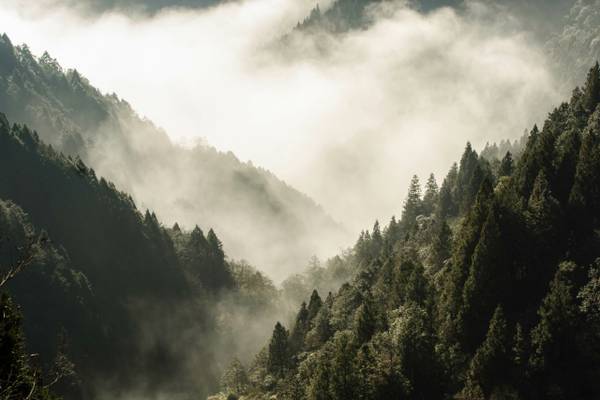 Fototapete WALD IM NEBEL Bäume Natur 3D Grün - Fleece - 135 x 90 x 90 cm