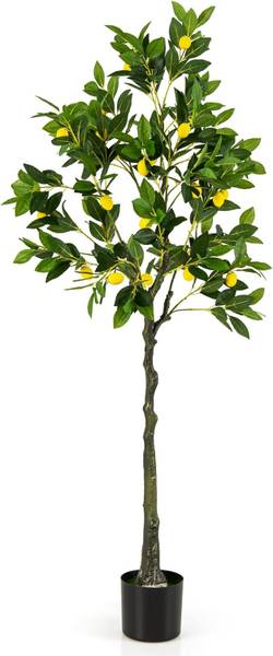 zwerg-kirschlorbeer kaufen Portugiesischer Kirschlorbeer (Prunus lusitanica 'Angustifolia') | 180 cm  Fertighecke main image 1