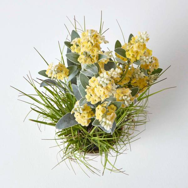Kunstblumen Lavendel Gelb - Polyester PVC - 25 x 66 x 66 cm