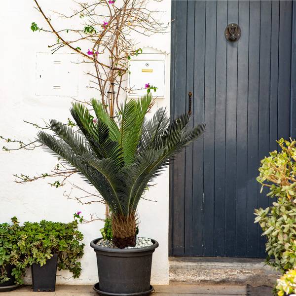 Kunstpflanze Cycas RE7043 Grün - Kunststoff - 35 x 90 x 35 cm