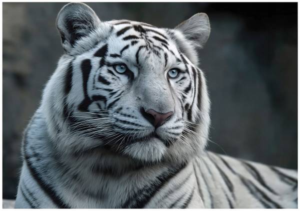 Fototapete Tiger 200 x 140 cm
