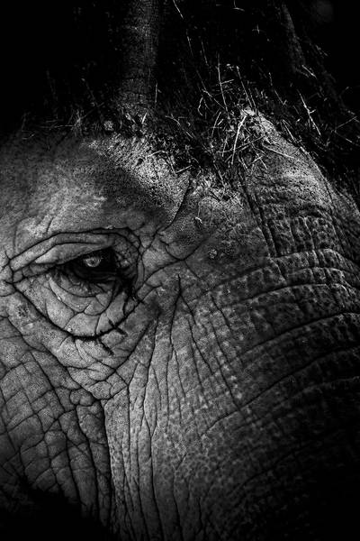 Tableau eléphant close up 80 x 120 x 80 cm - Matière plastique