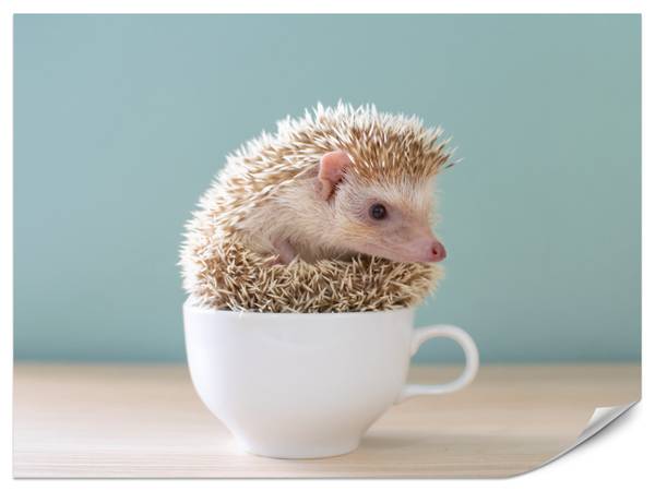 Fototapete Igel Tasse Tier 150 x 105 x 105 cm