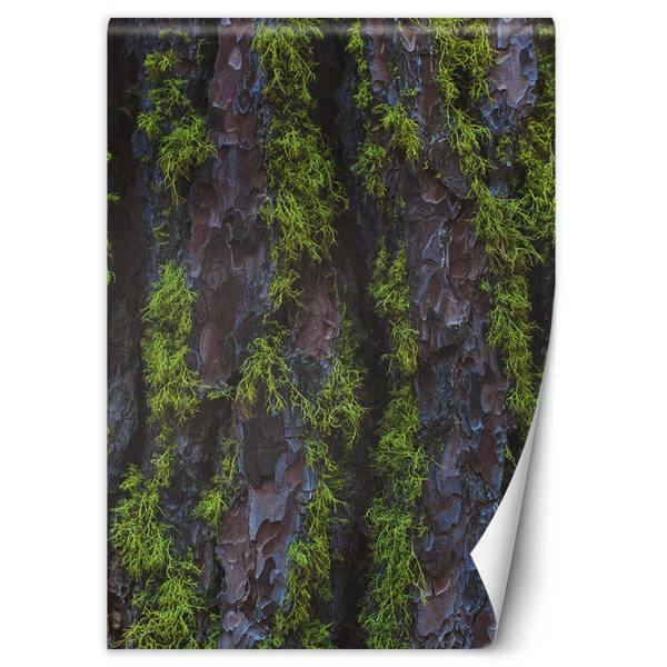 Fototapete Holz Rinde Textur 150 x 210 cm