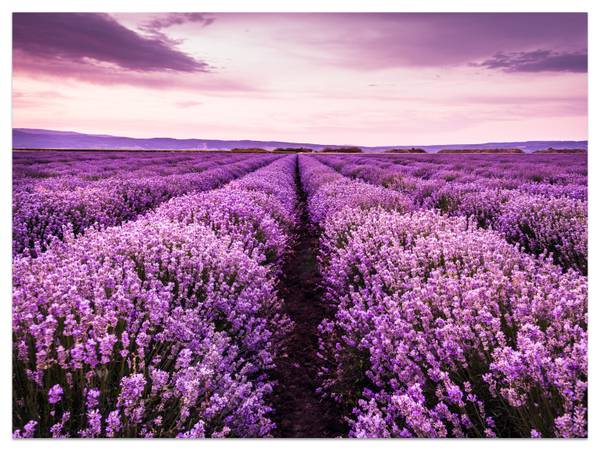 Fototapete Lavendel Wiese Klappe Natur 100 x 70 x 70 cm