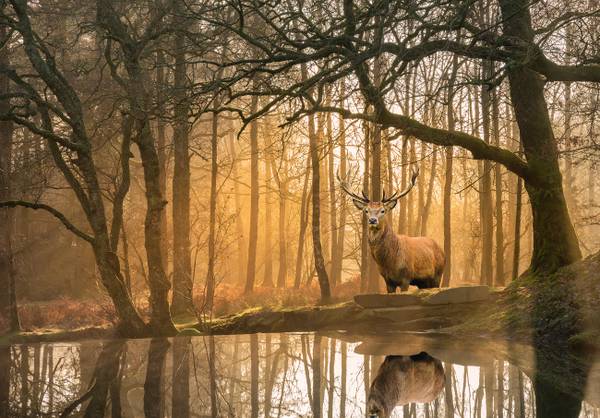 Vlies Fototapete Wald Hirsch 3D Tapete 312 x 219 cm