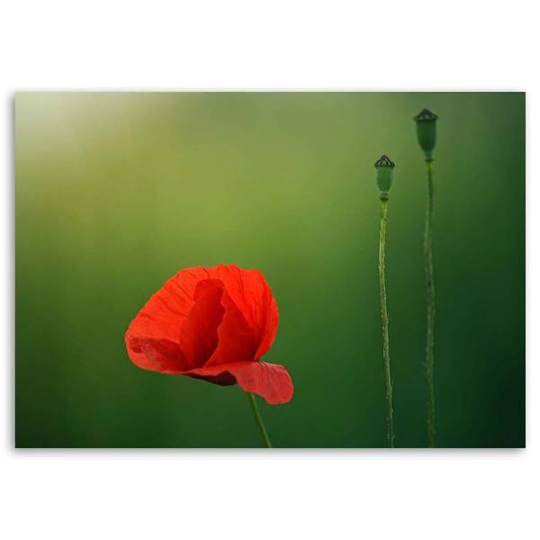 Tableau déco coquelicot 90 x 60 cm