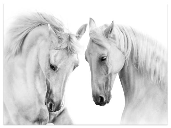 Fototapete Pferde Natur Tiere 250 x 175 x 175 cm