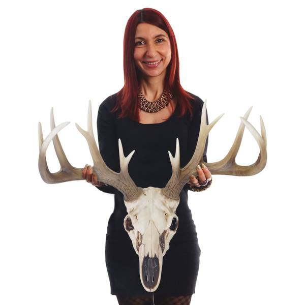 Decoratieve schedel met hertengewei beige - polyresin - 58 x 40 x 42 cm