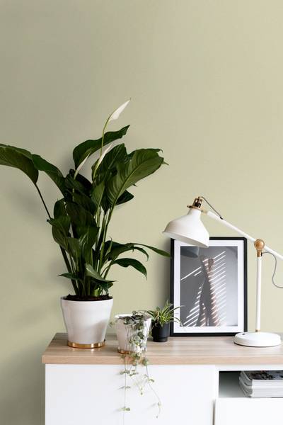 Wandfarbe matt 191002 Braun - Papier - 1800 x 100 x 1800 cm