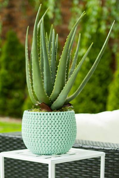 Kunstpflanze Aloe Grün - Kunststoff - 25 x 45 x 25 cm