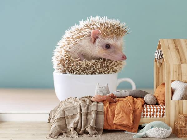 Fototapete Igel Tasse Tier 150 x 105 x 105 cm