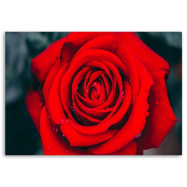 Wandbild schöne rose kaufen