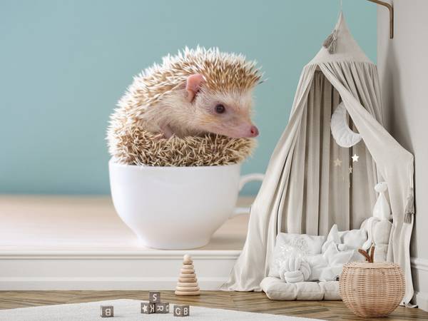 Fototapete Igel Tasse Tier 150 x 105 x 105 cm
