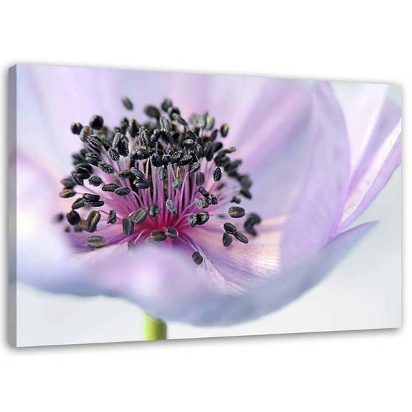 Wandbild anemone 120 x 80 cm